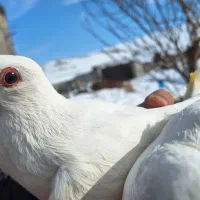 لوتی قرمزگوز|پرنده|بستان آباد, |دیوار