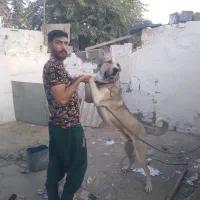 سگ سراب|سگ|مشهد, امیرآباد|دیوار