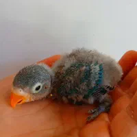 جوجه کوتوله سرلاکی