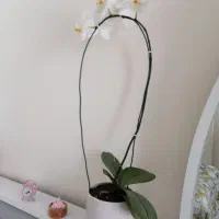 ارکیده|گل و گیاه طبیعی|کرج, شاهین‌ویلا|دیوار