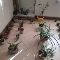 گلخانه کامل|گل و گیاه طبیعی|بروجرد, |دیوار