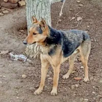 سگ گرگی|سگ|گرمی, |دیوار