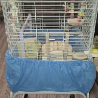 قفس طوطی وغیره...|لوازم جانبی حیوانات|فردیس, فردیس|دیوار