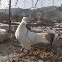 کفتر|پرنده|شیروان (خراسان), |دیوار