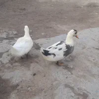 اردک|حیوانات مزرعه|آبش احمد, |دیوار