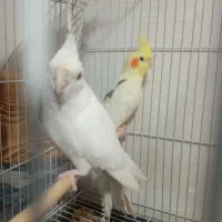 دوکت لوتینو و جوجه|پرنده|علی‌آباد کتول, |دیوار