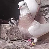 کفتر پرشی|پرنده|نیشابور, شهرک اندیشه|دیوار