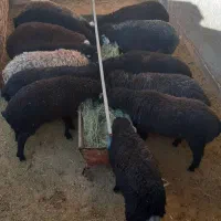 بره بره بره|حیوانات مزرعه|جوادآباد, |دیوار