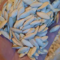 تخم کدو(زبان ماری)|عمده‌فروشی|سده (فارس), |دیوار