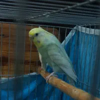 مرغ عشق قفس جفت