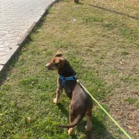 واگذاری پیت بول ژرمن