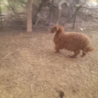 بره چاق و سرحال