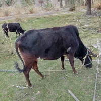 ۷۰۰۰۰۰۰۰|حیوانات مزرعه|سرباز, |دیوار