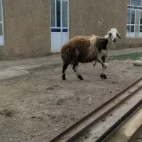 بره قوچ افشار پلنگی و قزل افشار