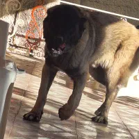 سرابی نژاد قدیم قد ۸۵ وزن ۷۰ به بالا سن