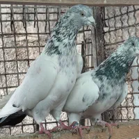 کبوتر. کلدمسبز