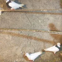 تعداد 9عدد کفتر|پرنده|مریوان, |دیوار