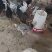 مرغ تخم گذار و تخم مرغ