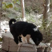 قدرجونی|سگ|اهواز, آریاشهر|دیوار