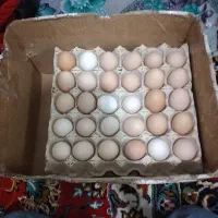 تخم مرغ مزرعه تمام اورگانیک درجه یک مشکات