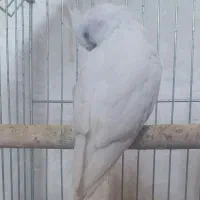 عروس هلندی آلبینو چشم سورخ|پرنده|درگهان, |دیوار