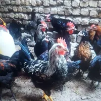 جوجه و مرغ و خروس|حیوانات مزرعه|کرج, باغستان|دیوار