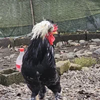 خروس سلطان ۱ ساله|حیوانات مزرعه|لاهیجان, شهرک سلمان فارسی|دیوار