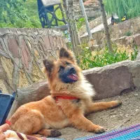 سگ ژرمن پامر