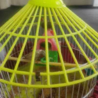 یه جفت فنج نر وماده