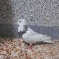 کفتر طوقی و پلاکی