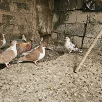 ساده جوجه تک پر|پرنده|مه ولات, |دیوار