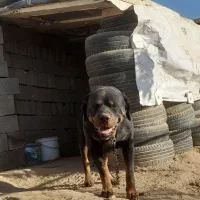 سگ روتوایلر ماده با خط خونی بالا|سگ|نیشابور, دهنو لکزی|دیوار