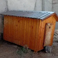 لونه چوبی حیوانات