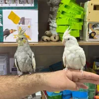 دنیای پرندگان قناری و مرغ عشق عروس راهب گرین