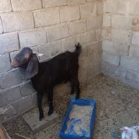 بزچاق جوان فقط یک شکم زاییده