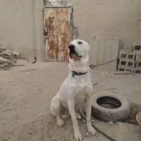 سگ سرابی اصیل یساله|سگ|اشکنان, |دیوار