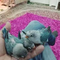 جوجه طوطی برزیلی