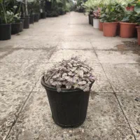 گل و گیاه آپارتمانی کالیسیا|گل و گیاه طبیعی|تهران, عبدلآباد|دیوار