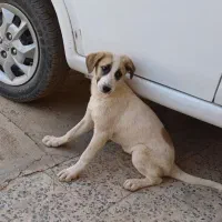 سگ خانگی پاکوتاه