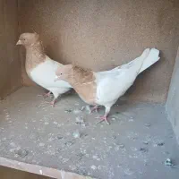 کفتر رنگی کله زرد.کله سرخ