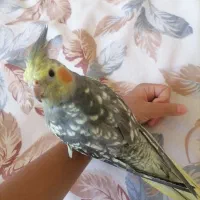 عروس هلندی گل باقالی