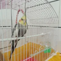 عروس هلندی نر سخنگو