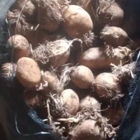 سیب زمینی|خوردنی و آشامیدنی|ارشق, |دیوار