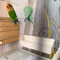 طوطی برزیلی|پرنده|ری, شهرک نظامی|دیوار