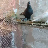 کبوتر|پرنده|تبریز, |دیوار