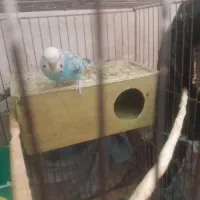 یک جفت مرغ عشق|پرنده|تبریز, |دیوار