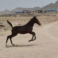 کره نریان کره شبرنگ