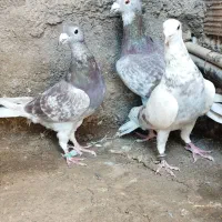 3عدد کبوتر گلی پلاکی فروشی