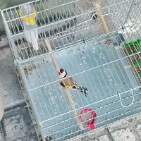 شاه سهره نر شلاقی زیردهن موقوم نشون دار