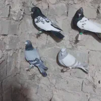 چهارتا کفتر پرشی مال حومه سبزوار|پرنده|سبزوار, ایزی شهر|دیوار